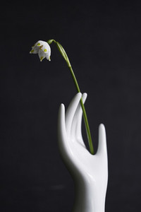 Porcelain hand holding delicate white flower stem