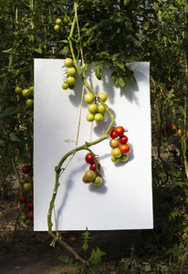 Ripening vine tomatoes against white background in garden