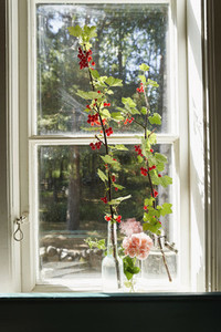 Red berries growing on branches in sunny window