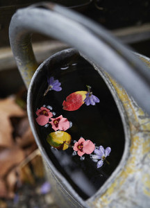 Flower petals floating on water in watering can