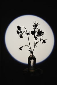Silhouette spiny plant in glass bottle vase