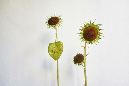 Green sunflowers against white background
