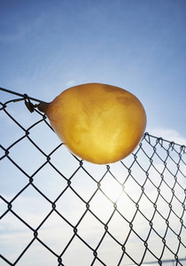 Deflated yellow balloon caught on chain link fence