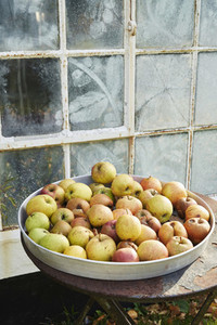 Rotting apples in rustic tray