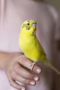 Close up bright yellow Budgerigar parakeet perched on hand of girl