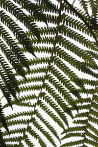 Close up green fern branches against white background