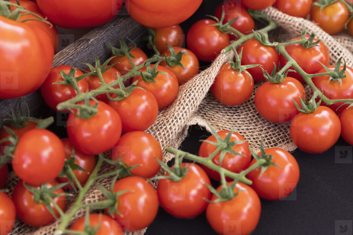 Vibrant red freshly harvested vine tomatoes