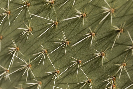 Extreme close up spiky green cactus leaf