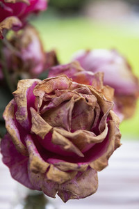 Close up decaying pink rose