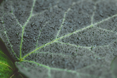 Macro photo of the wet green leaf  Full frame background