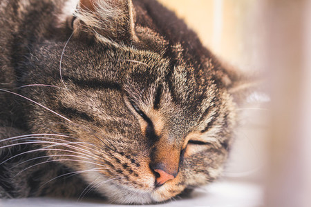 Portrait of a sleeping striped cat on a window sill