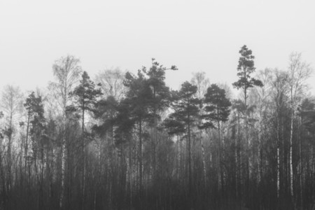 The view of the forest against the sky Black and white photography