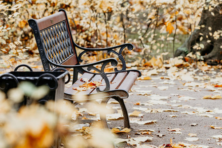 Fallen leaves laying on a bench in an autumn garden