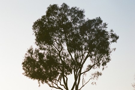 Eucalyptus Tree at Sunset   Film