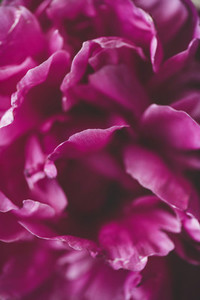 Close up of purple peony flower  Floral wallpaper