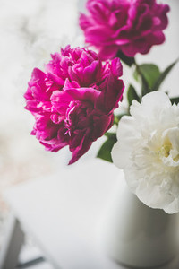 Purple and white peony flowers in vase