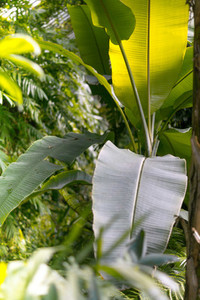 Tropical plants  Vertical