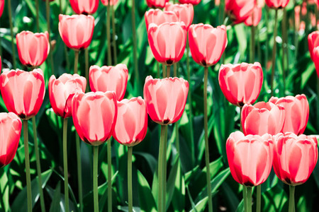 Full frame pink tulips spring background in a garden  The concept of bloom and Srping