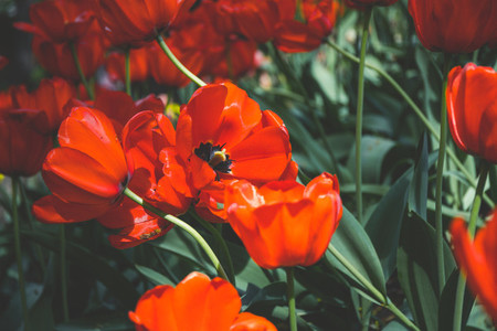 Red tulips spring background  The concept of bloom and Srping