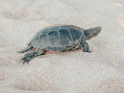 Beautiful small turtle crawling on the sand near the sea
