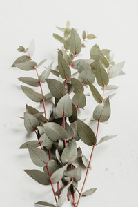 Eucalyptus branch over white background