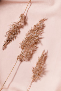 Abstract minimalist still life composition with dried reeds over pink cloth