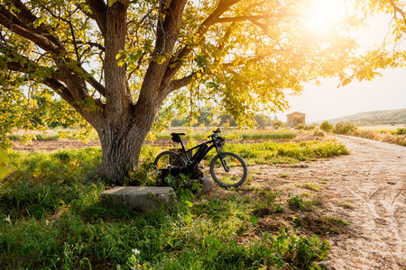 Bicycle under a tree in the field with sun flare