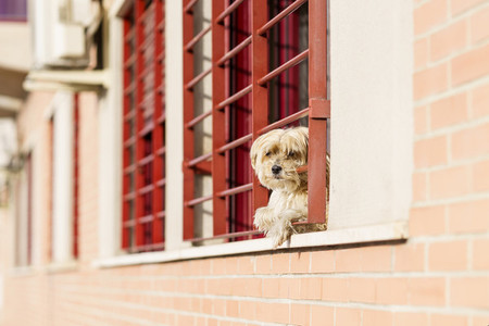 Little dog Looking Out a Window in the time of confinement due to the Covid 19 pandemic