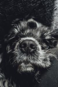 Beautiful portrait of a black and white cocker spaniel