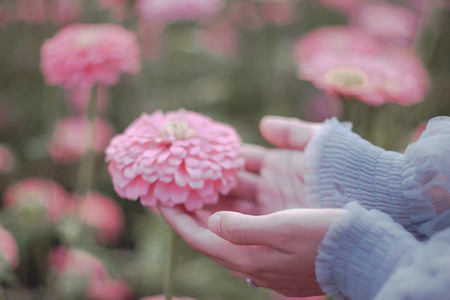 Hand touches Gerbera flower