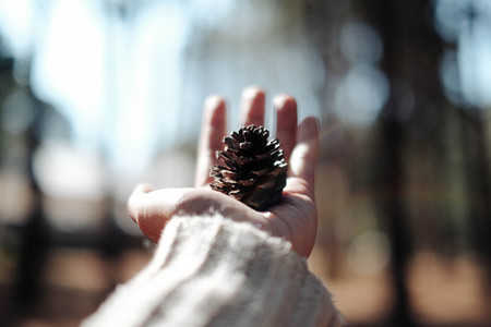 Pine cone on hand