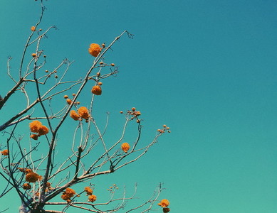 Flowers branch on blue sky