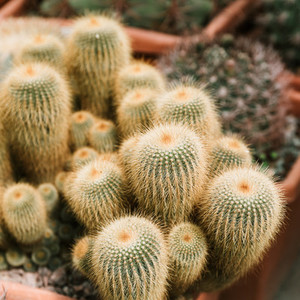 Different kinds of cacti in a greenhouse