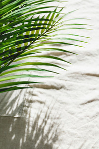 Abstract summer background with palm leaf and shadows