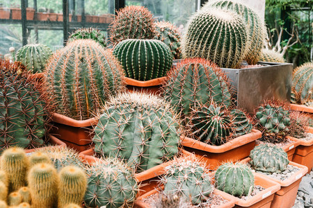 Different kinds of cacti in a greenhouse