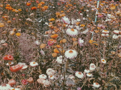 Straw Flower field
