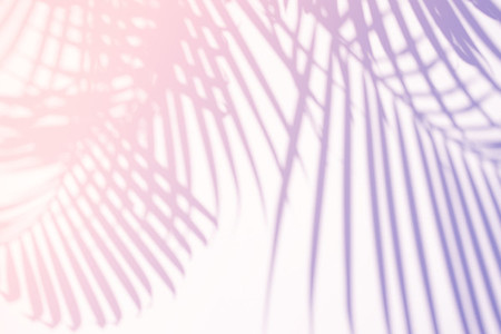 Tropical palm leaves natural shadow overlay on pastel gradient t