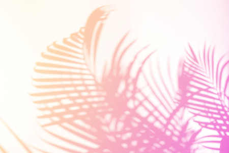 Tropical palm leaves natural shadow overlay on pastel gradient t