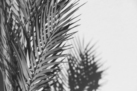 Summer abstract black and white photography of palm leaf and shadow of it over white wall