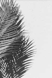 Summer abstract black and white photography of palm leaf and shadow of it over white wall