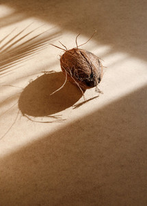 Summer abstract creative composition with coconut and shadow of palm leaf on kraft paper