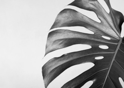 Close up of the monstera leaf Abstract composition Black and white photography