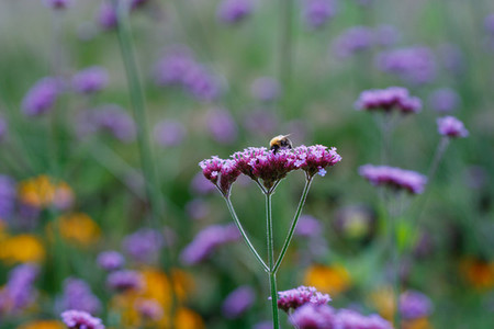 Bee on a green meadow collects honey from a purple flower