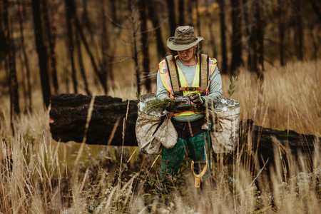 Woman planting new saplings in forest