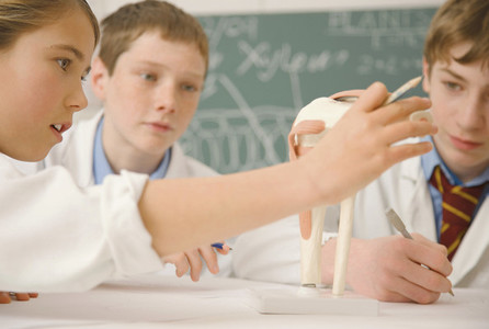 Junior high school students examining bone model in science class