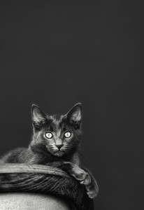 Portrait wide eyed Chartreux cat