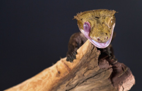 Close up Crested Gecko licking eye with tongue