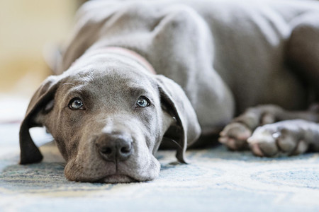 Portrait cute gray Great Dane puppy laying on rug