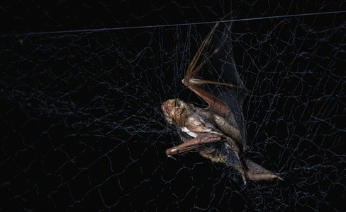 Bat stuck in net against black background