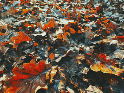 Close up orange and brown autumn leaves on ground